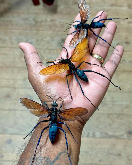 The Tarantula Hawk