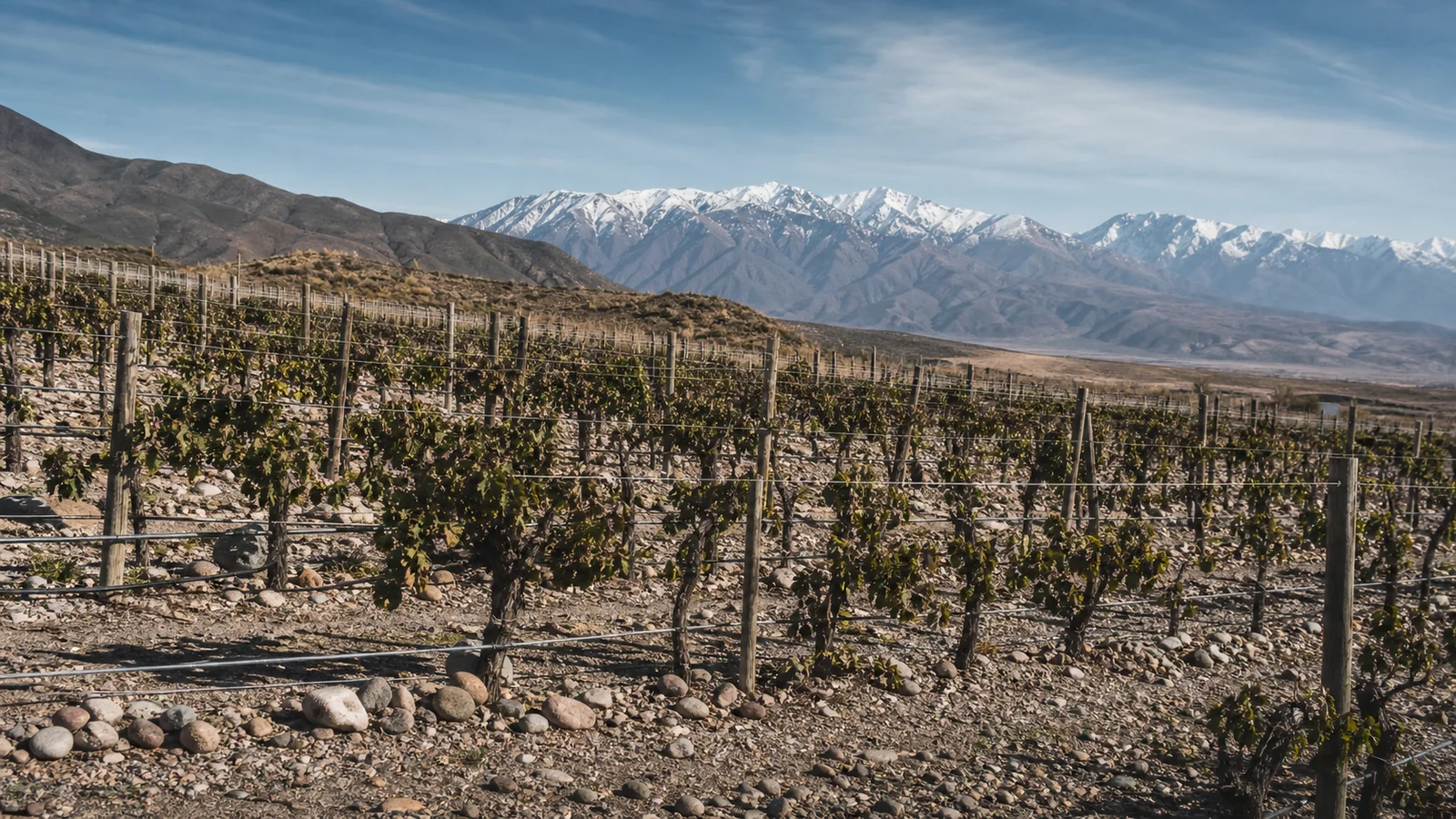 Editorial view across a stony Mendoza vineyard toward snow-covered Andes peaks