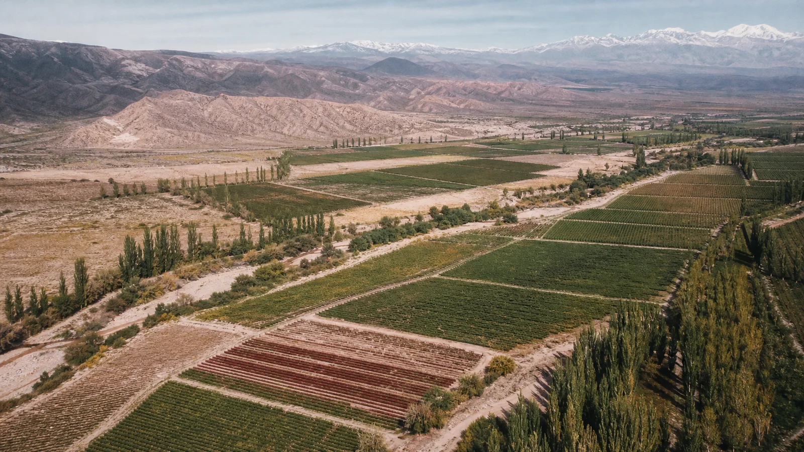 Aerial editorial view of vineyard blocks below the dry foothills of the Andes in Mendoza
