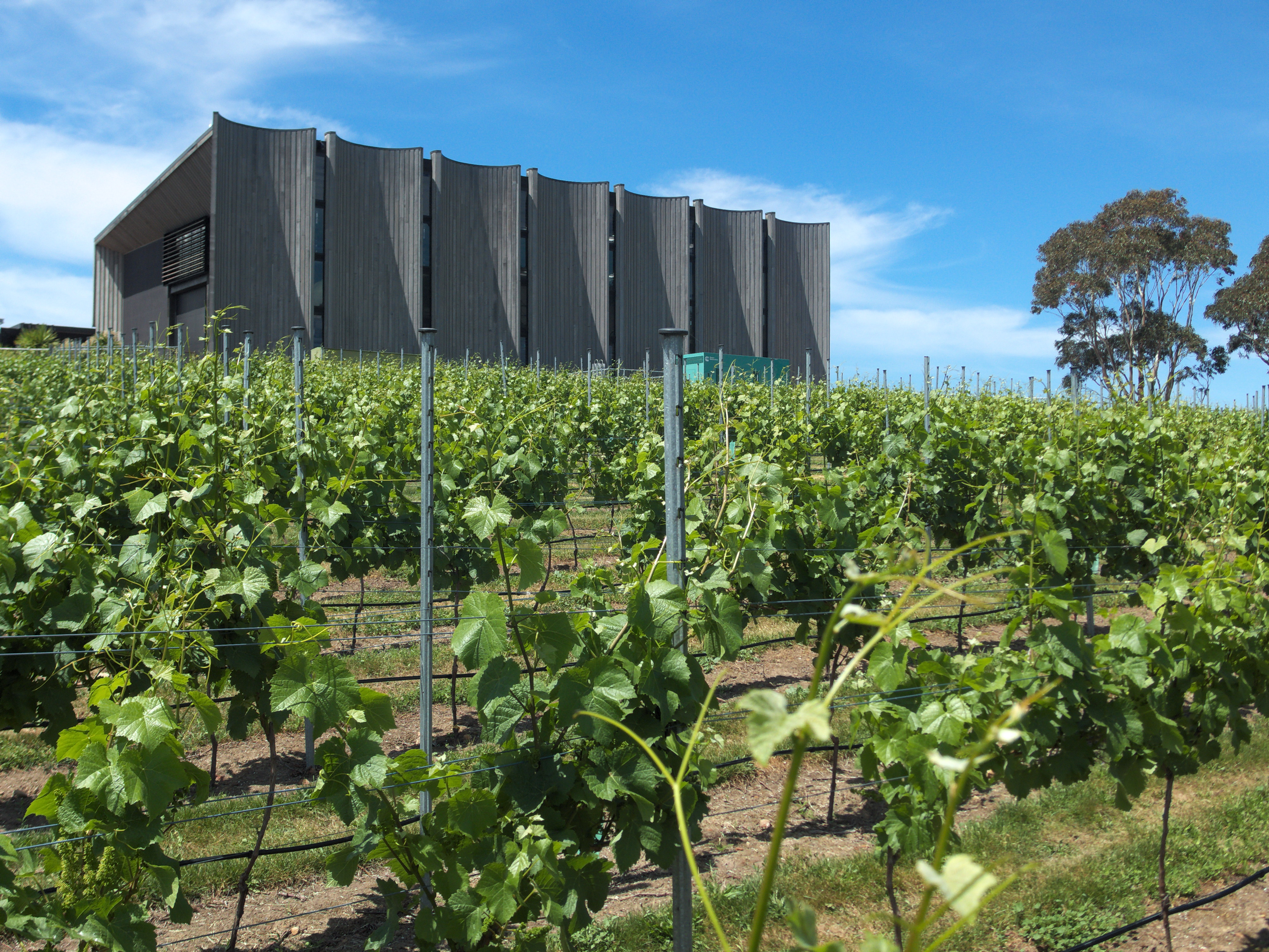 Rows of grapevines in front of a modern winery building beneath a blue sky.