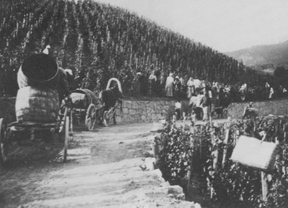 Black-and-white historical photograph of vineyard workers and barrel carts in Crimea around 1888.
