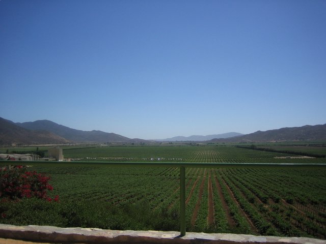 Vineyard rows stretching across Valle de Guadalupe between low mountain ridges.