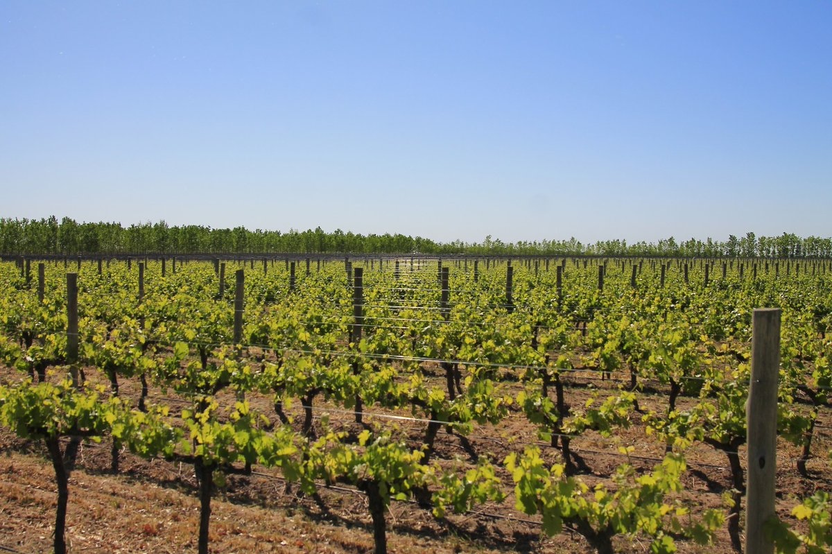 Fresh green vineyard rows in San Rafael, Mendoza